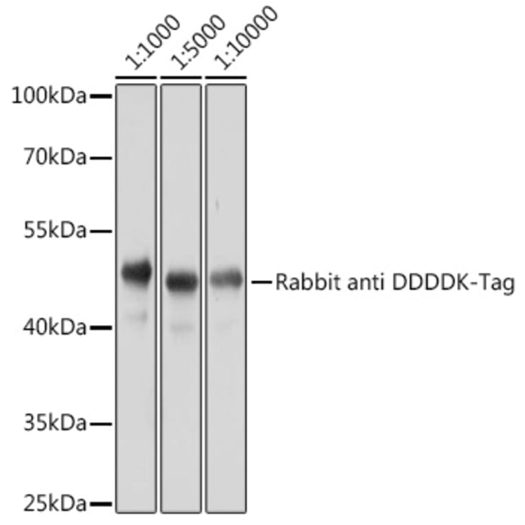 Western Blot - Anti-DDDDK Tag Antibody (A17320) - Antibodies.com