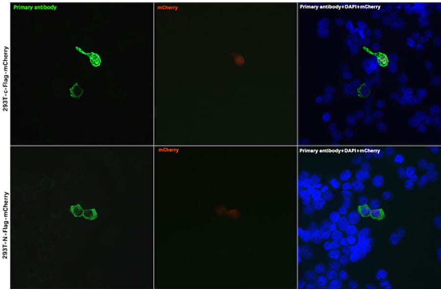 Immunofluorescence - Anti-DDDDK Tag Antibody (A17320) - Antibodies.com