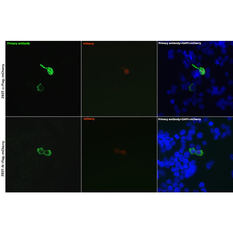 Immunofluorescence - Anti-DDDDK Tag Antibody (A17320) - Antibodies.com