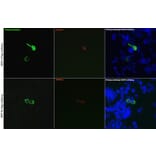 Immunofluorescence - Anti-DDDDK Tag Antibody (A17320) - Antibodies.com