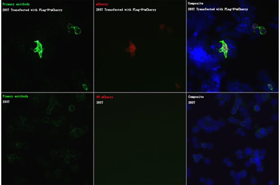 Immunofluorescence - Anti-DDDDK Tag Antibody (A17320) - Antibodies.com
