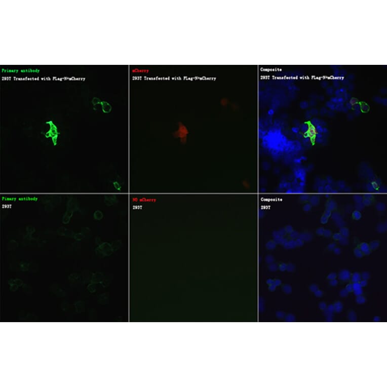 Immunofluorescence - Anti-DDDDK Tag Antibody (A17320) - Antibodies.com