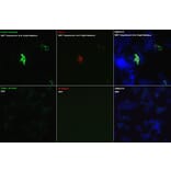 Immunofluorescence - Anti-DDDDK Tag Antibody (A17320) - Antibodies.com