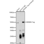 Western Blot - Anti-DDDDK Tag Antibody (A17320) - Antibodies.com