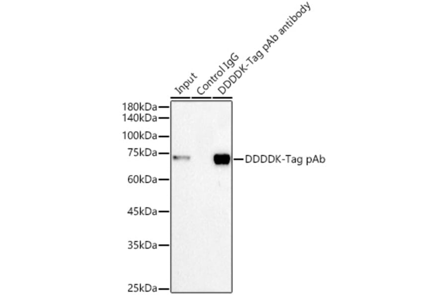 Western Blot - Anti-DDDDK Tag Antibody (A17320) - Antibodies.com
