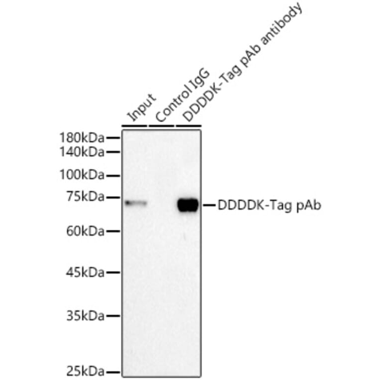 Western Blot - Anti-DDDDK Tag Antibody (A17320) - Antibodies.com