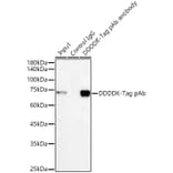 Western Blot - Anti-DDDDK Tag Antibody (A17320) - Antibodies.com