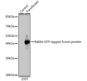Western Blot - Anti-GFP Antibody (A17321) - Antibodies.com