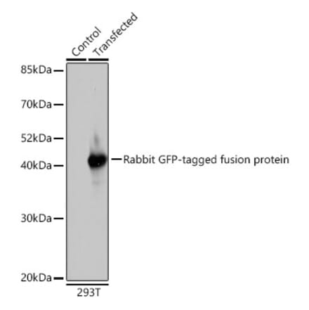 Western Blot - Anti-GFP Antibody (A17321) - Antibodies.com