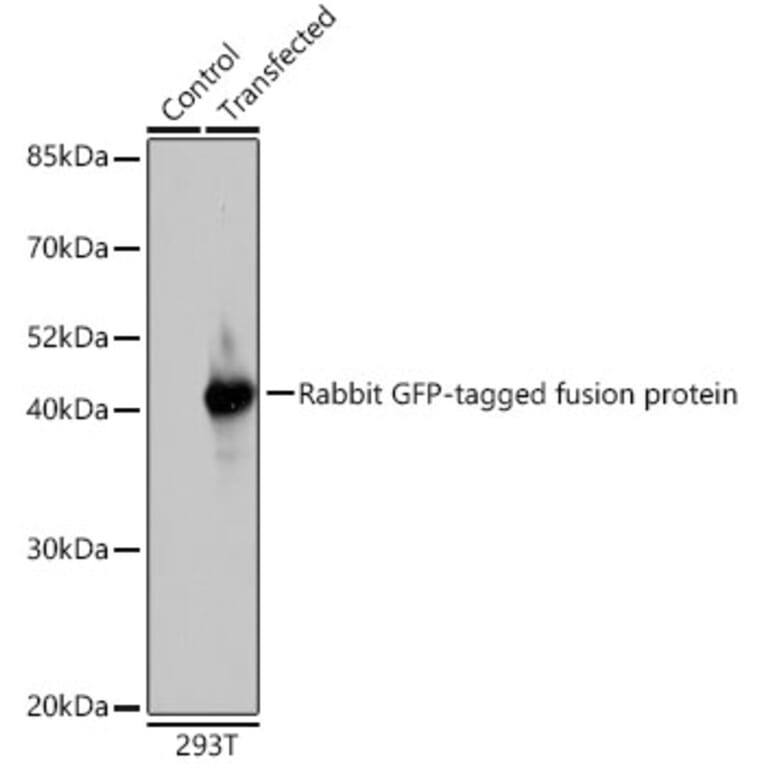 Western Blot - Anti-GFP Antibody (A17321) - Antibodies.com