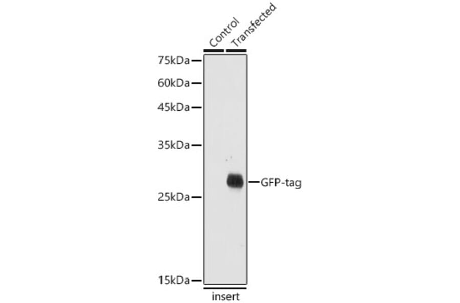 Western Blot - Anti-GFP Antibody (A17321) - Antibodies.com