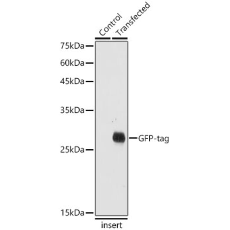 Western Blot - Anti-GFP Antibody (A17321) - Antibodies.com