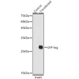 Western Blot - Anti-GFP Antibody (A17321) - Antibodies.com