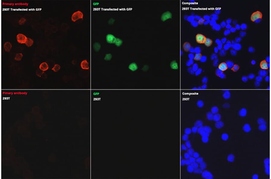 Immunofluorescence - Anti-GFP Antibody (A17321) - Antibodies.com