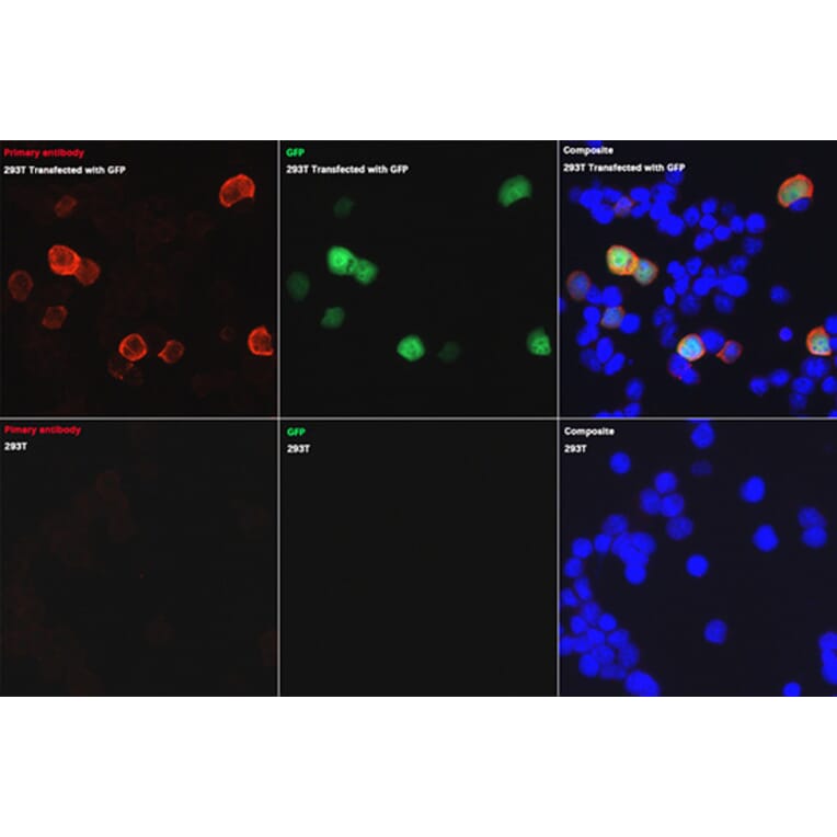 Immunofluorescence - Anti-GFP Antibody (A17321) - Antibodies.com