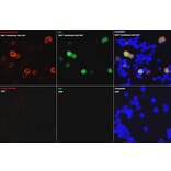 Immunofluorescence - Anti-GFP Antibody (A17321) - Antibodies.com