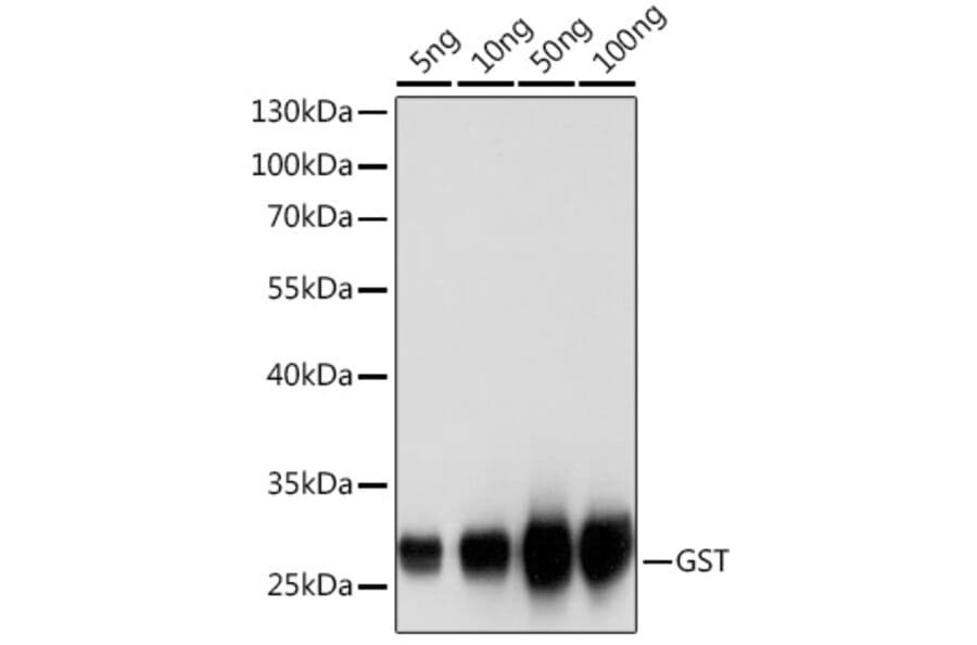 Western Blot - Anti-GST Tag Antibody (A17322) - Antibodies.com