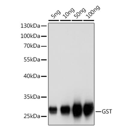 Western Blot - Anti-GST Tag Antibody (A17322) - Antibodies.com