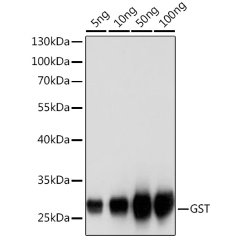 Western Blot - Anti-GST Tag Antibody (A17322) - Antibodies.com