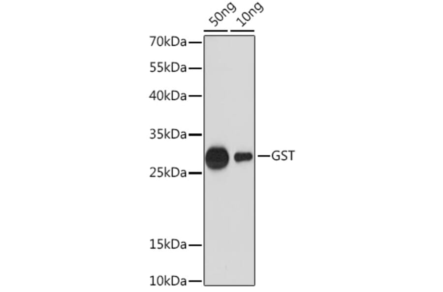 Western Blot - Anti-GST Tag Antibody (A17322) - Antibodies.com