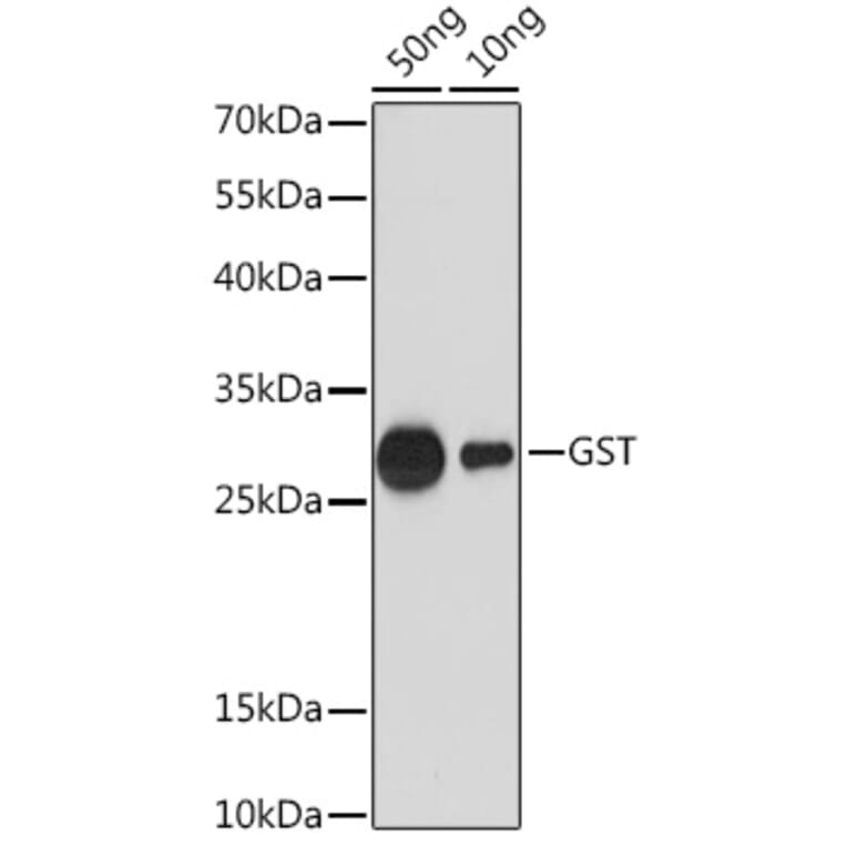 Western Blot - Anti-GST Tag Antibody (A17322) - Antibodies.com