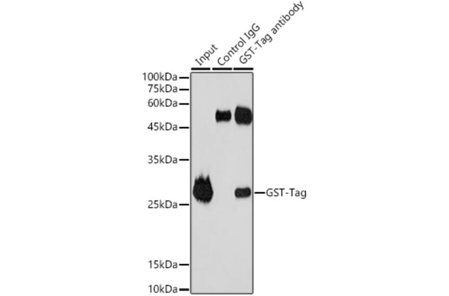 Western Blot - Anti-GST Tag Antibody (A17322) - Antibodies.com