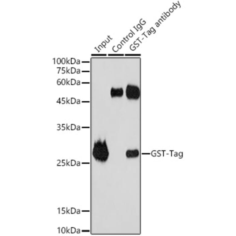 Western Blot - Anti-GST Tag Antibody (A17322) - Antibodies.com