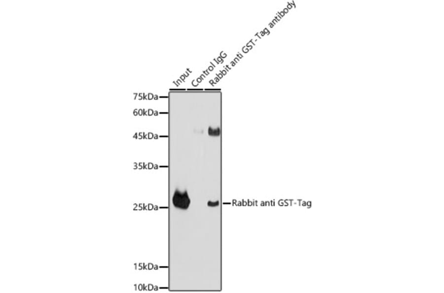 Western Blot - Anti-GST Tag Antibody (A17322) - Antibodies.com