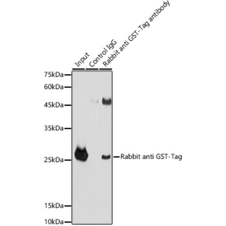 Western Blot - Anti-GST Tag Antibody (A17322) - Antibodies.com