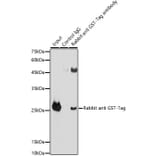 Western Blot - Anti-GST Tag Antibody (A17322) - Antibodies.com