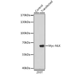 Western Blot - Anti-Myc Tag Antibody (A17324) - Antibodies.com