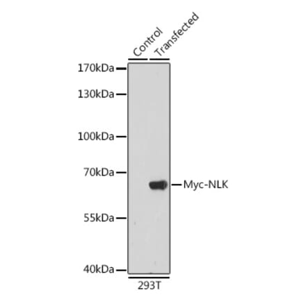 Western Blot - Anti-Myc Tag Antibody (A17324) - Antibodies.com
