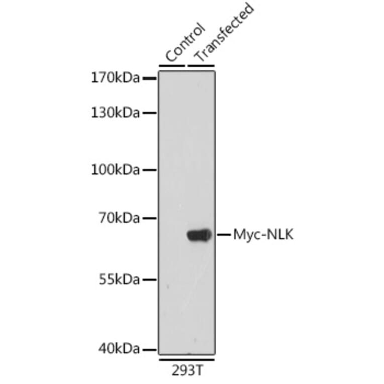 Western Blot - Anti-Myc Tag Antibody (A17324) - Antibodies.com