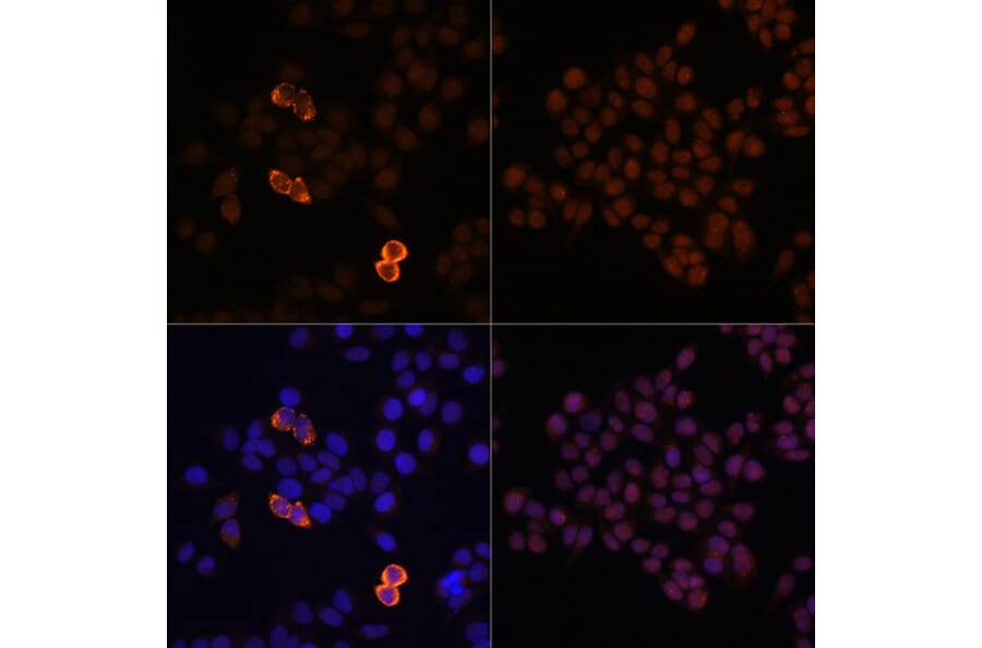 Immunofluorescence - Anti-Myc Tag Antibody (A17324) - Antibodies.com