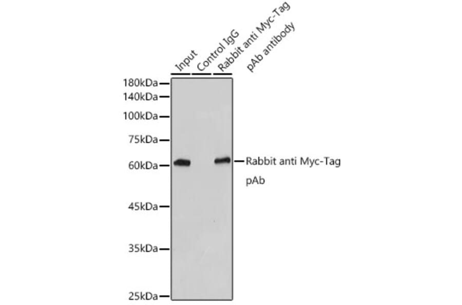 Western Blot - Anti-Myc Tag Antibody (A17324) - Antibodies.com