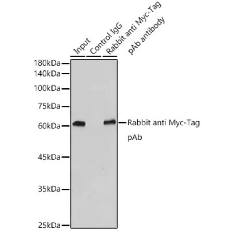 Western Blot - Anti-Myc Tag Antibody (A17324) - Antibodies.com