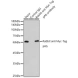 Western Blot - Anti-Myc Tag Antibody (A17324) - Antibodies.com