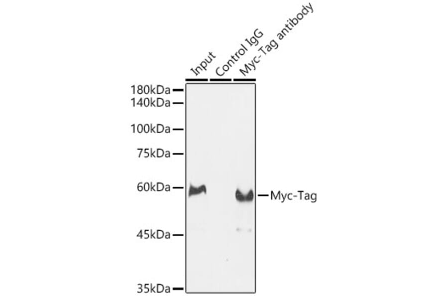Western Blot - Anti-Myc Tag Antibody (A17324) - Antibodies.com
