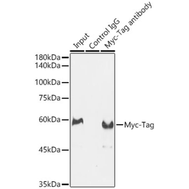 Western Blot - Anti-Myc Tag Antibody (A17324) - Antibodies.com