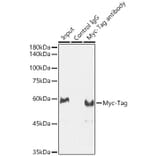 Western Blot - Anti-Myc Tag Antibody (A17324) - Antibodies.com
