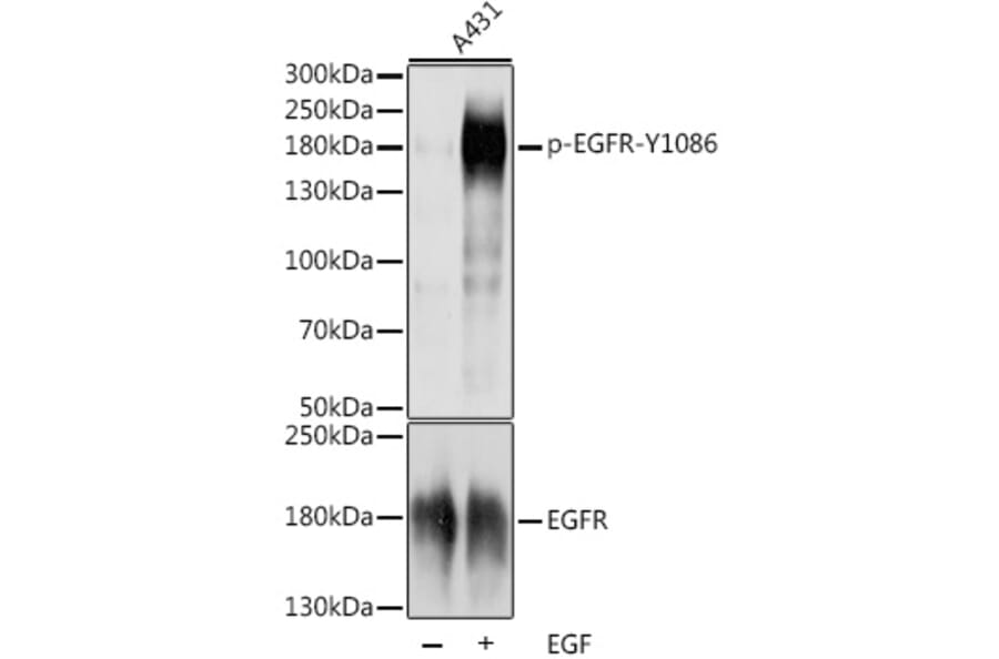 Western Blot - Goat Anti-Rat IgG H&L Antibody (FITC) (A17330) - Antibodies.com