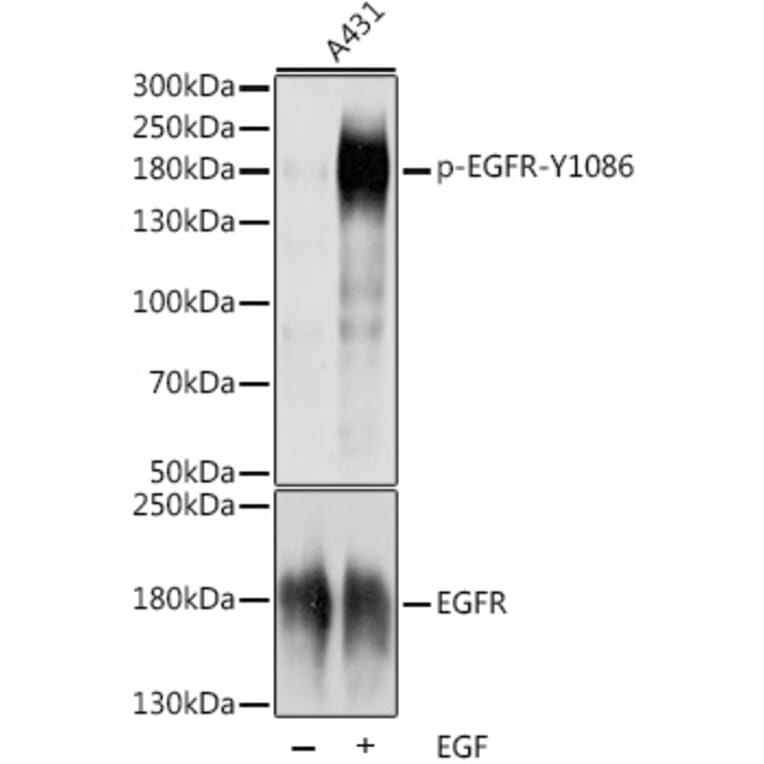 Western Blot - Goat Anti-Rat IgG H&L Antibody (FITC) (A17330) - Antibodies.com