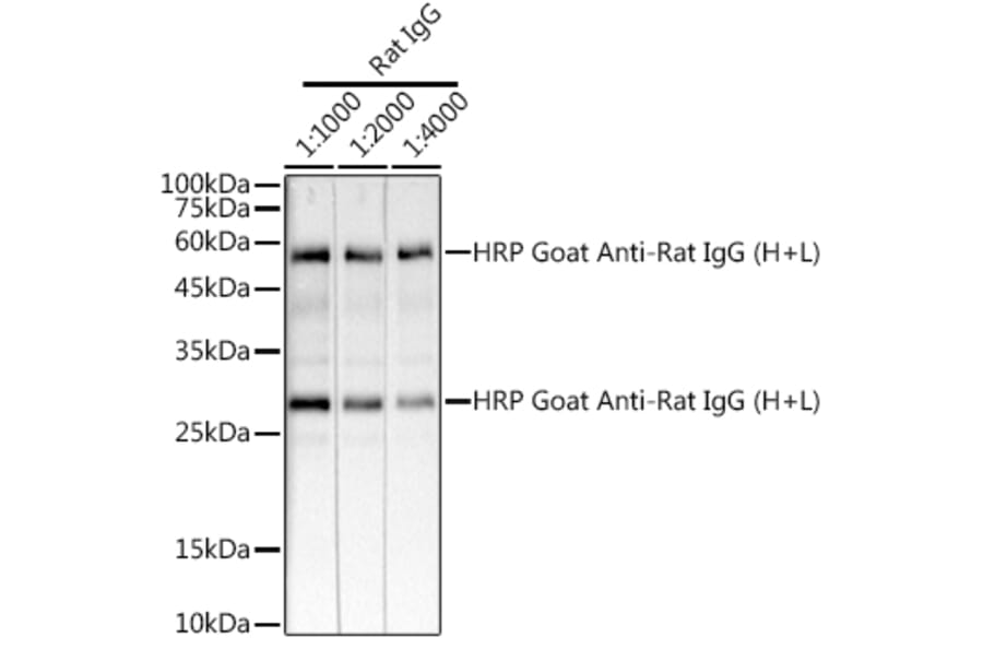 Western Blot - Goat Anti-Rat IgG H&L Antibody (HRP) (A17331) - Antibodies.com