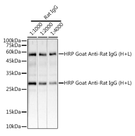 Western Blot - Goat Anti-Rat IgG H&L Antibody (HRP) (A17331) - Antibodies.com