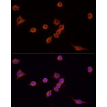Immunofluorescence - Goat Anti-Mouse IgG H&L Antibody (TRITC) (A17332) - Antibodies.com