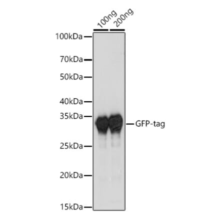 Western Blot - Rabbit Anti-Camelid VHH Antibody (HRP) (A17335) - Antibodies.com