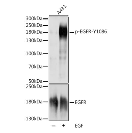 Western Blot - Rabbit Anti-Sheep IgG H&L Antibody (HRP) (A17336) - Antibodies.com