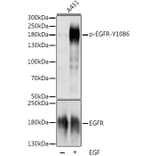 Western Blot - Rabbit Anti-Sheep IgG H&L Antibody (HRP) (A17336) - Antibodies.com