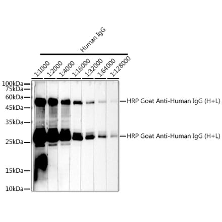 Western Blot - Goat Anti-Human IgG H&L Antibody (HRP) (A17337) - Antibodies.com