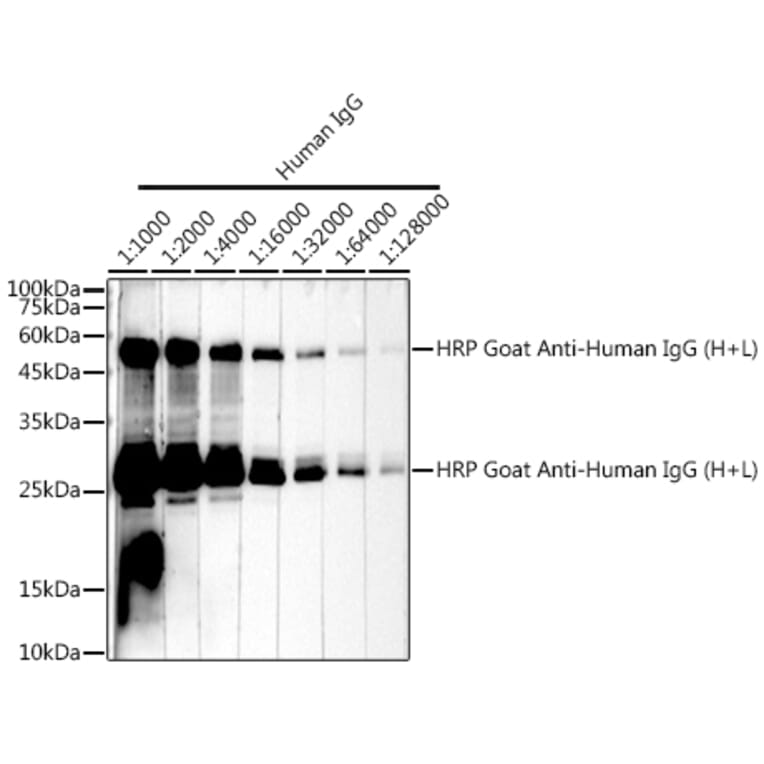 Western Blot - Goat Anti-Human IgG H&L Antibody (HRP) (A17337) - Antibodies.com